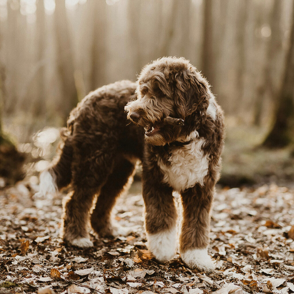 Aussiedoodle Alfred by Frau Alfred